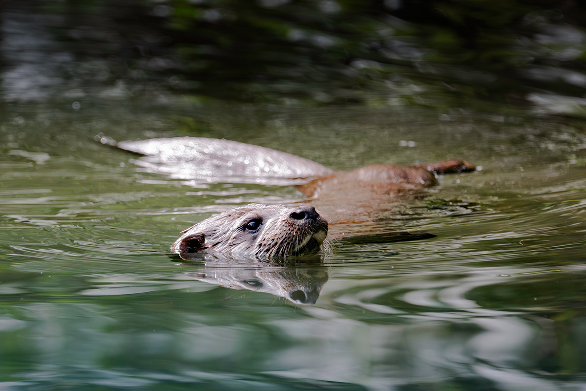 Otter