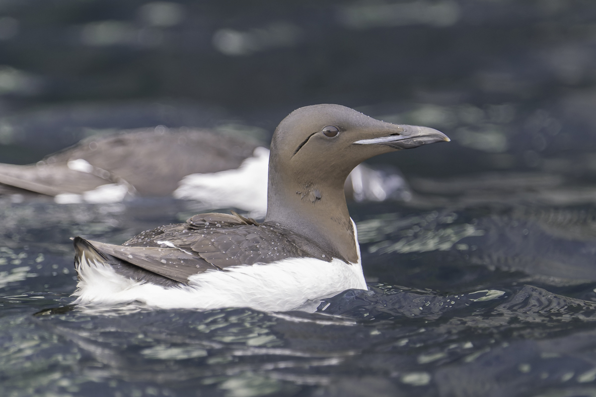 Dickschnabellumme Arktis