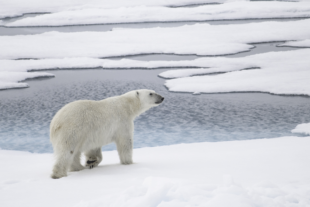 Eisbär Arktis