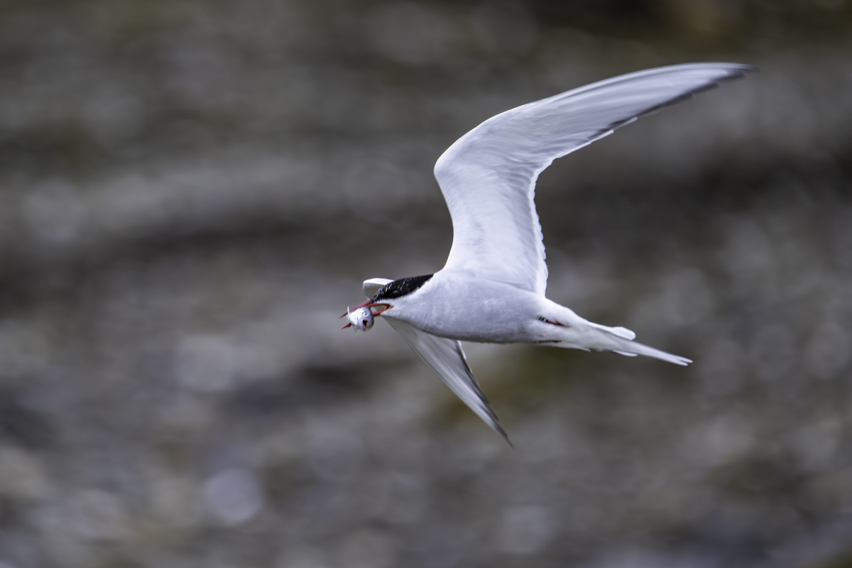 Küstenseeschwalve Arktis