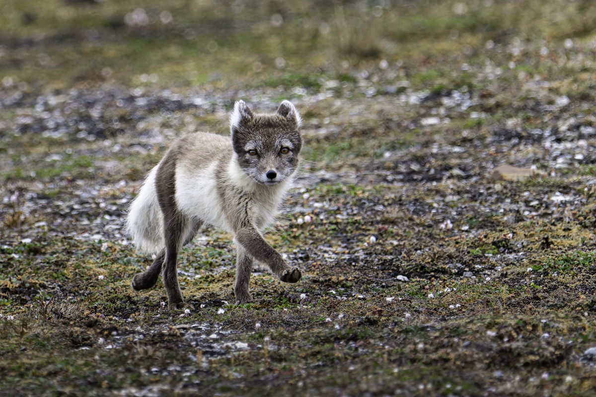 Polarfuchs Arktis