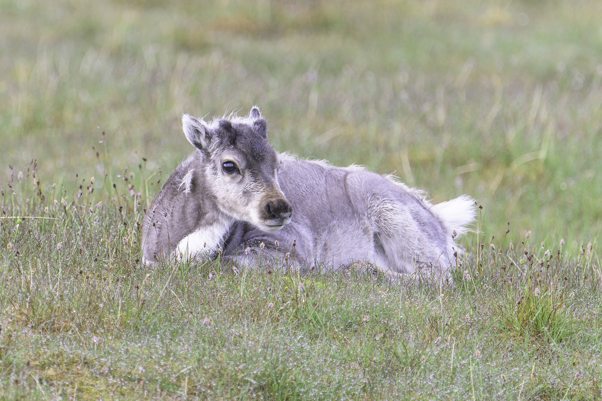 Rentierbaby Arktis