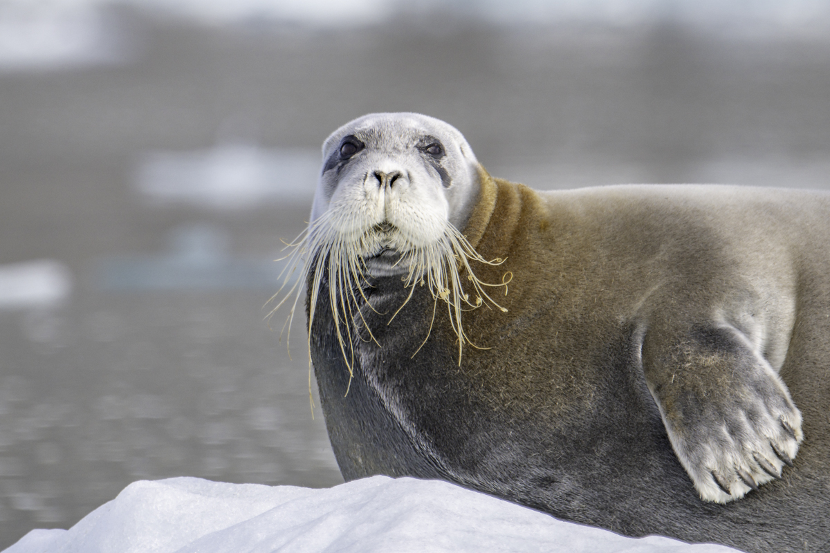 Robbe Arktis