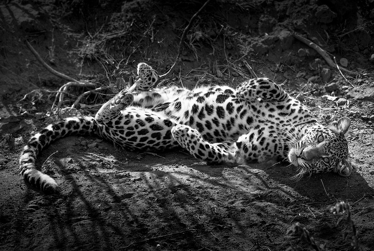 Leopard sw liegend