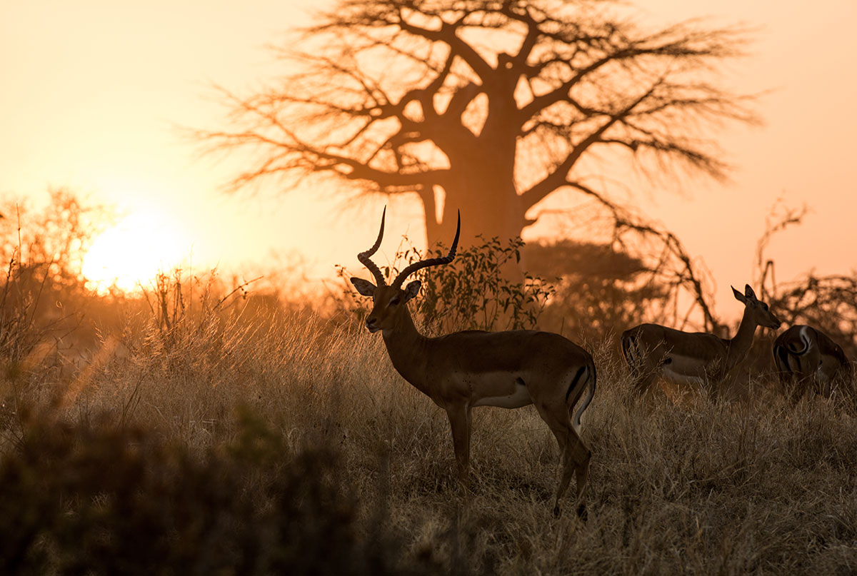 Impala Sonnenuntergang